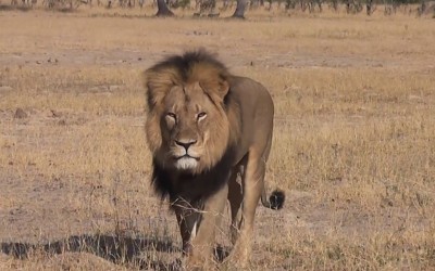US to ban hunting trophies from Zimbabwe